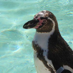 Humbolts Penguin 3.6.10