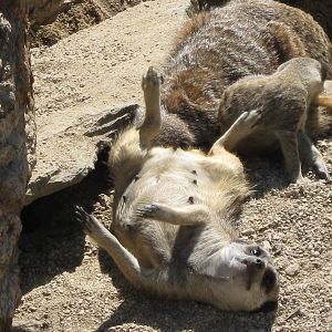 Meerkat's in the sun