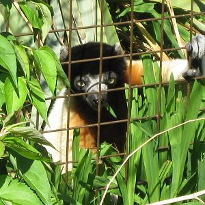 Crowned Sifaka