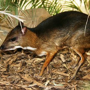 Chevrotain; Colchester Zoo; 5th June 2010