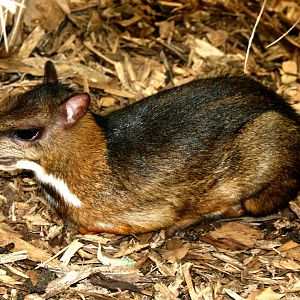 Chevrotain; Colchester Zoo; 5th June 2010