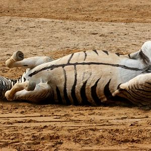 Damara zebra rolling in sand; Colchester Zoo; 5th June 2010