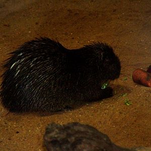 Palawan Porcupine at Plzen, 25/05/10