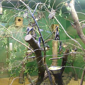 Straw-coloured Fruit Bats at Plzen, 25/05/10