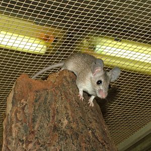 Seurat's Spiny Mouse at Plzen, 25/05/10