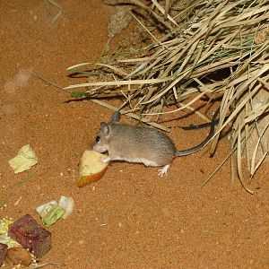 Hunter's Spiny Mouse at Plzen, 25/05/10
