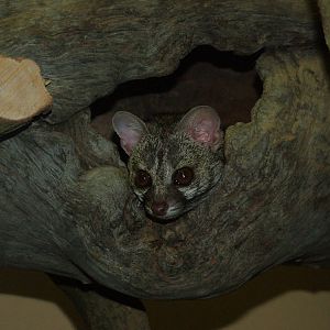 Hausa Genet at Plzen, 25/05/10