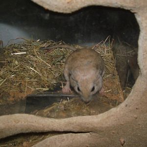 Egyptian Sundevall's Jird at Plzen, 25/05/10