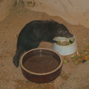 Long-nosed Cusimanse at Plzen, 25/05/10