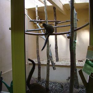 White-fronted Lemur indoor exhibit at Plzen, 25/05/10