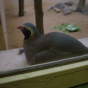 Philby's Partridge at Plzen, 25/05/10