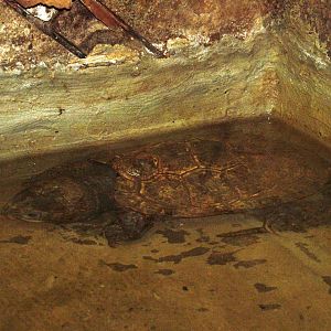 Fat-headed Turtle at Plzen, 25/05/10