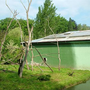 Lion-tailed Macaque island at Plzen, 25/05/10