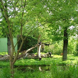 Chimp island at Plzen, 25/05/10