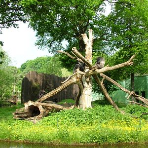 Chimp island at Plzen, 25/05/10