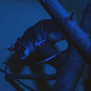 Grey Four-eyed Opossum at Plzen, 25/05/10