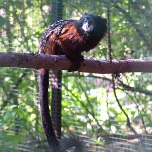 Red-mantled Saddleback Tamarin at Plzen, 25/05/10