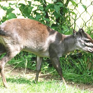 Blue duiker; Colchester Zoo; 5th June 2010