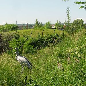 Blue crane at Prague zoo