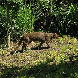 Jaguaroundi at Prague zoo