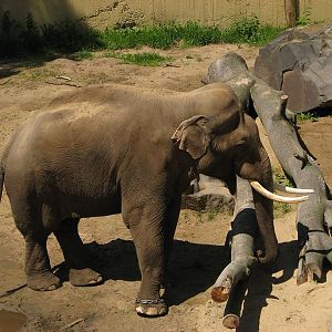 Mekong at Prague zoo