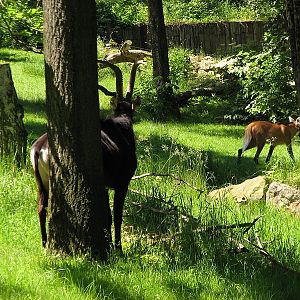 Sable antelope at Prague zoo