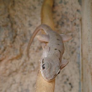 Socotra Gecko at Plzen, 25/05/10