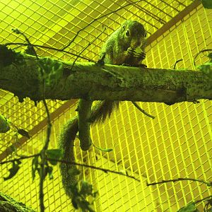 Red-legged Sun Squirrel at Plzen, 25/05/10