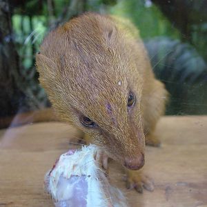 Slender Mongoose at Plzen, 25/05/10