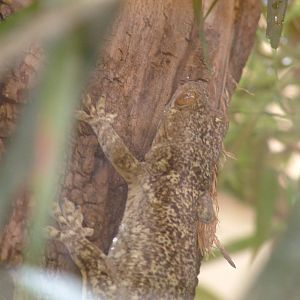 Boivin's Gecko at Plzen, 25/05/10