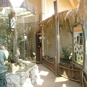 Madagascar House (diurnal section) at Plzen, 25/05/10