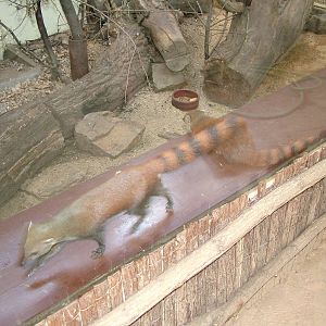 Ring-tailed Mongoose at Plzen, 25/05/10