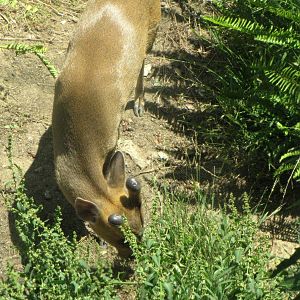 Reeve's Muntjac