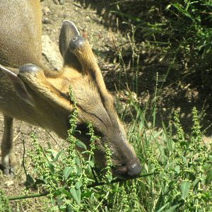 Reeve's Muntjac