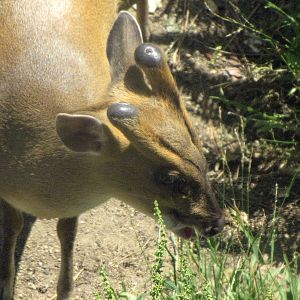 Reeve's Muntjac