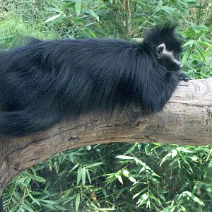 Francois' Langur