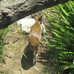 Reeve's Muntjac