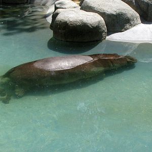 Hippopotamus