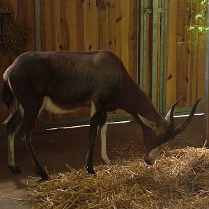 Blesbok at Plzen, 25/05/10