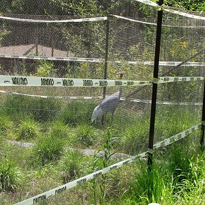 Sarus Crane - Pachyderm Forest