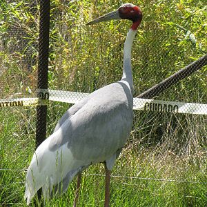 Sarus Crane - Pachyderm Forest