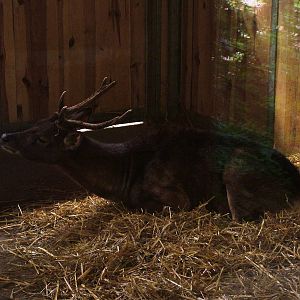 Timor Deer at Plzen, 25/05/10