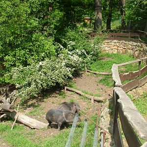 Mixed South American exhibit at Plzen, 25/05/10