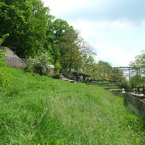 Maned Wolf exhibit at Plzen, 25/05/10