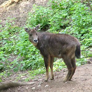 Central Chinese Goral at Plzen, 25/05/10