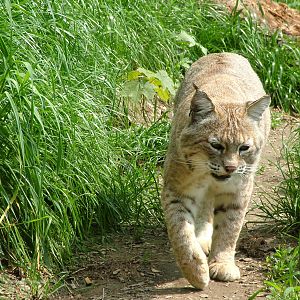 Bobcat at Plzen, 25/05/10