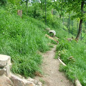 Bobcat exhibit at Plzen, 25/05/10