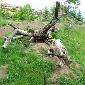 Mixed North American Exhibit at Plzen, 25/05/10