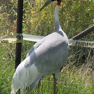 Sarus Crane - Pachyderm Forest