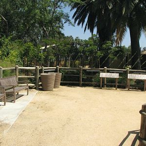 Elephants of China - Pachyderm Forest